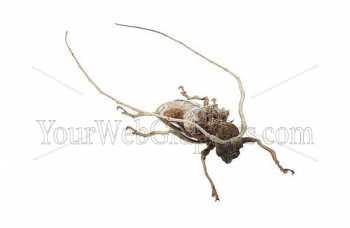 photo - beetle-12-jpg